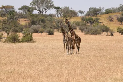 DSC_3529 (Large).JPG